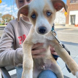 Meet your Posher, Sav